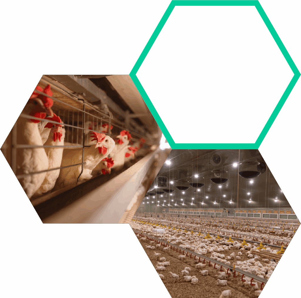 Farmers with their livestock | Biofence Technologies