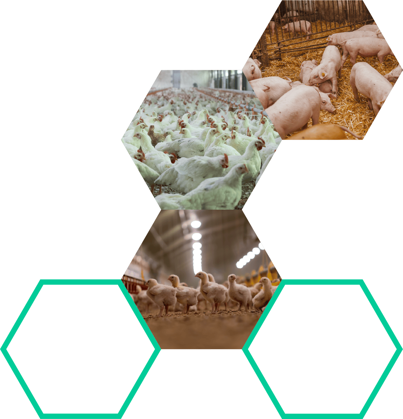 Farmers with their livestock | Biofence Technologies