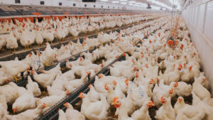 Birds in bird flu infested pen | Biofence Technologies